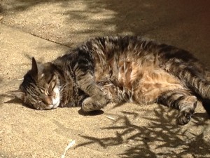 Murphy snoozing in the sun