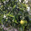 Springtime in Spain